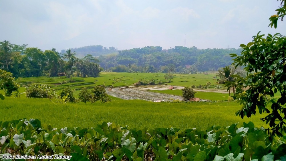 Pesawahan di Kampung Kereteg Desa Margamukti