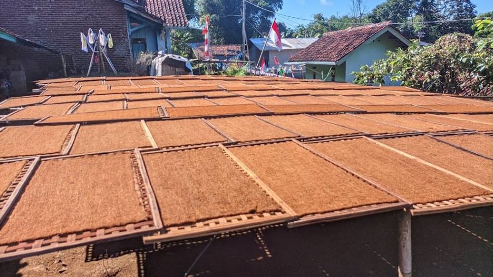 Tembakau di Kampung Cipulus Desa Pasigaran