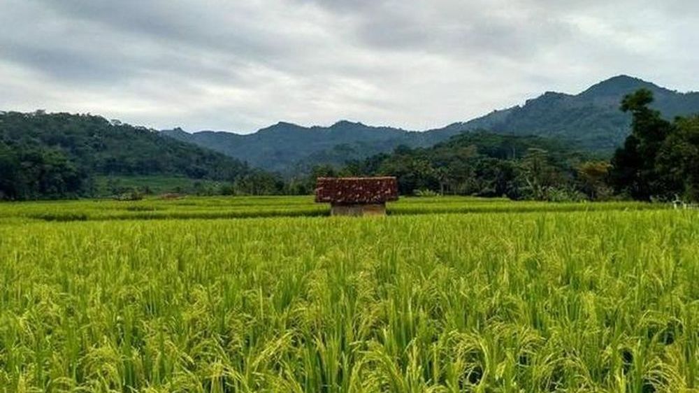Pasawahan di Kampung Babakanjati