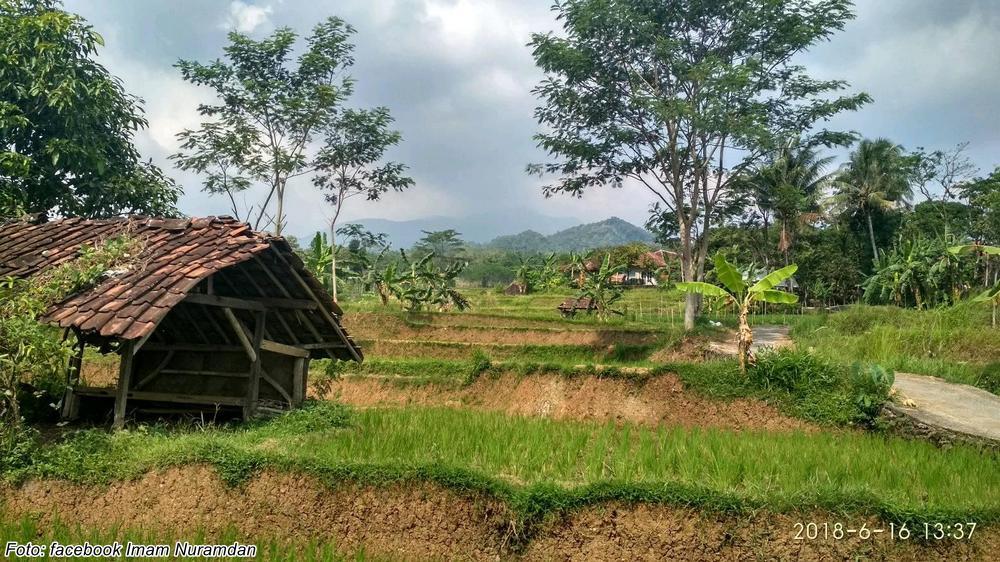 Pesawahan di Kampung Pabuaran Desa Awilega