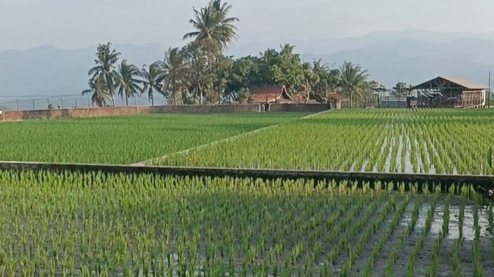 Pesawahan Kampung Warung Toge Desa Cibeureum Kulon