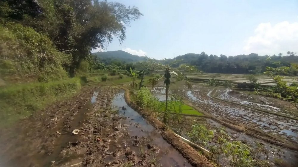 Pesawahan Kampung Gunung Manik Desa Mulyasari