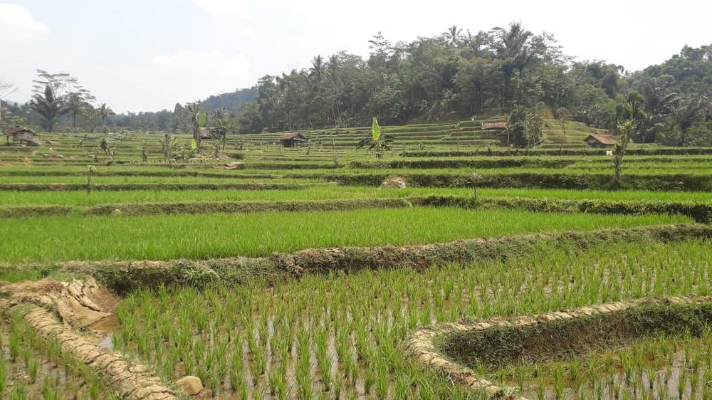 Pesawahan di Kampung Cipaku Desa Pangadegan