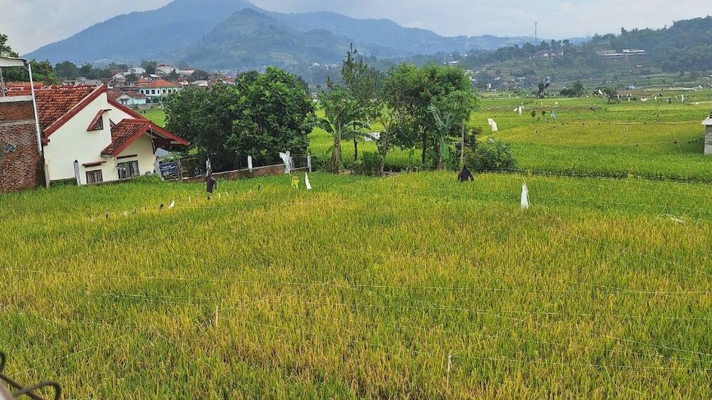 Areal pesawahan di Kampung Taneuhbeureum Desa Cimanggung