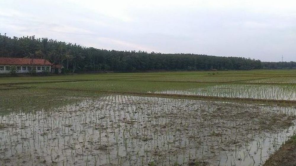Pesawahan Ujungjaya (foto: facebook Ade Rancung)