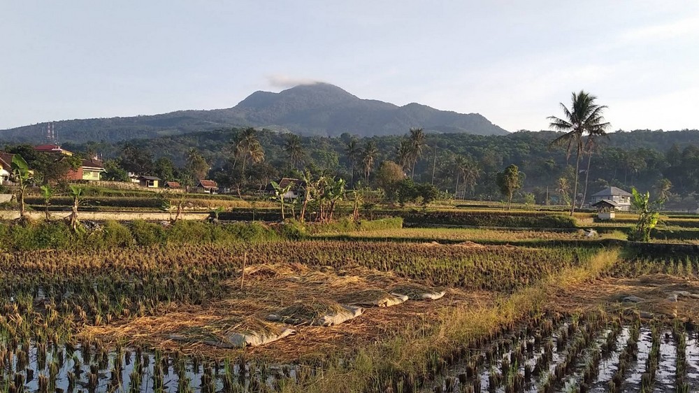 Pesawahan Kampung Batukarut Desa Cibeureum Wetan