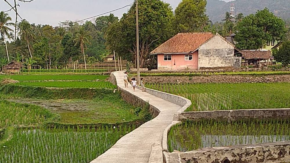 Pesawahan di Kampung Pangkalan Desa Boros